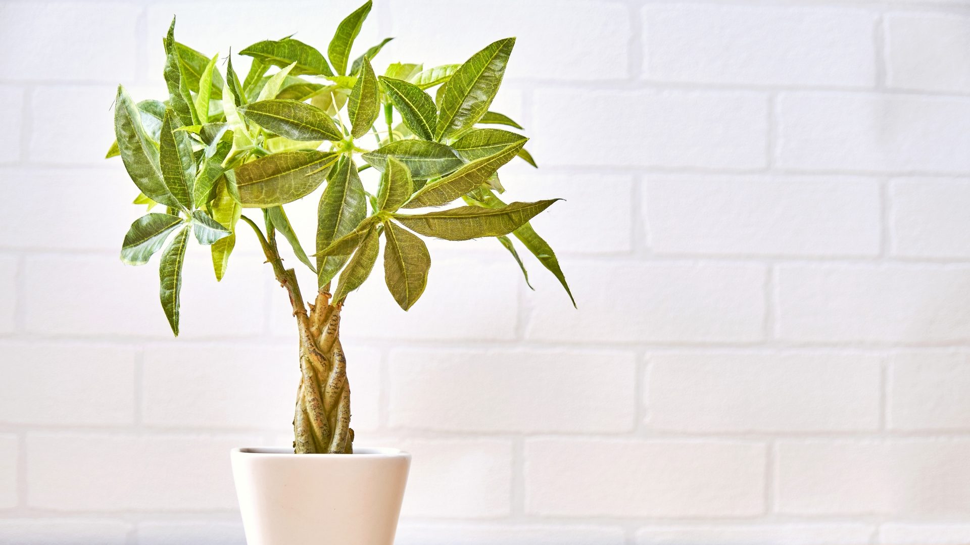 白いレンガの壁の前に置かれた鉢植えに入った編み込みパキラ