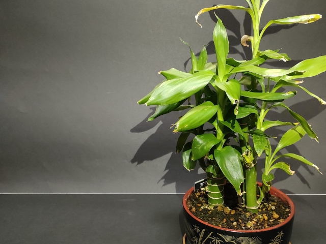 おしゃれなミリオンバンブー