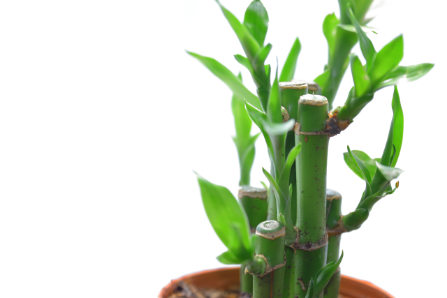 ミリオンバンブー