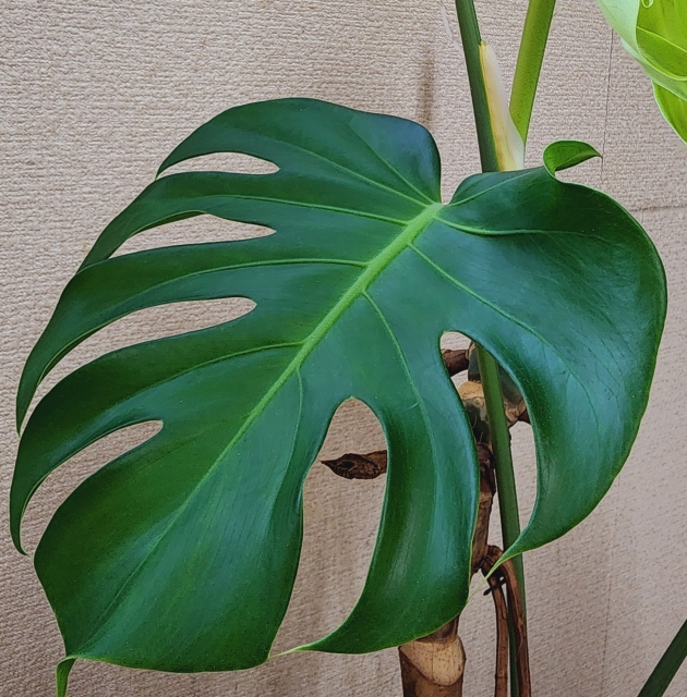 支柱に絡んだモンステラ