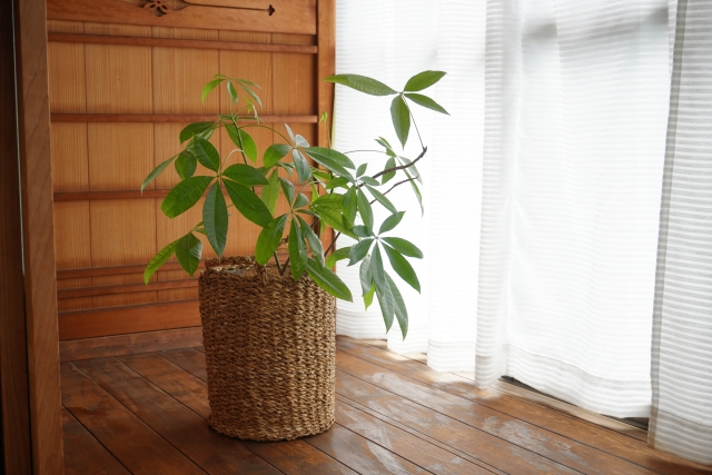 麻の鉢植えに入ったパキラ