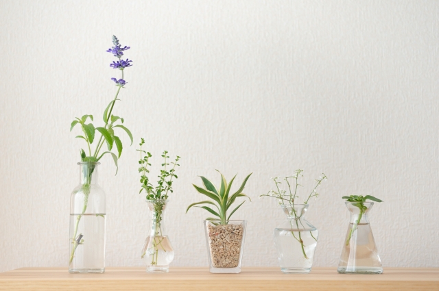 おしゃれなミリオンバンブーなどの植物