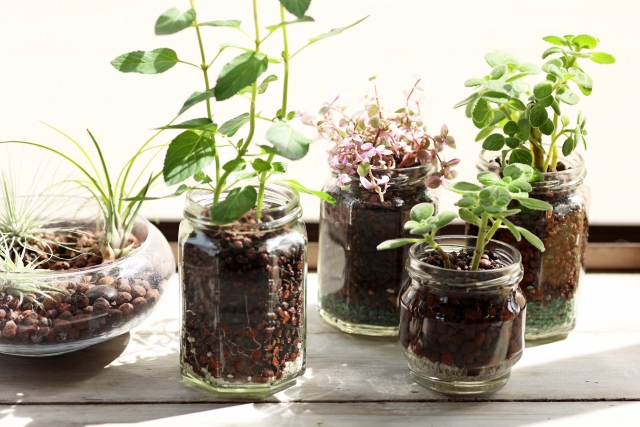 ハイドロカルチャーの植物たち