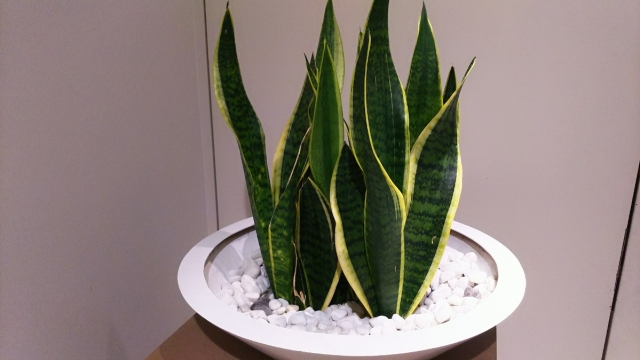 ハイドロカルチャーで育てられている鉢植えに入ったサンスベリア