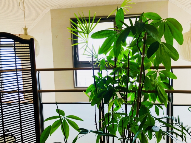 大きく育ったパキラ