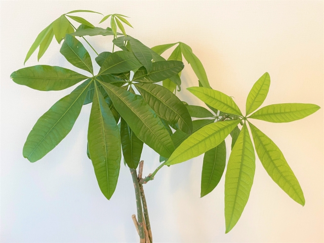 大きな葉のパキラ