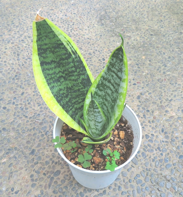 小さなサンスベリア