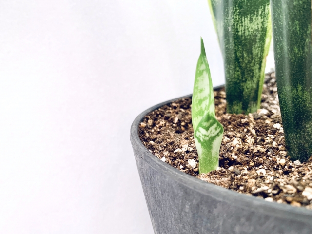黒い鉢植えに入ったサンスベリアの新芽