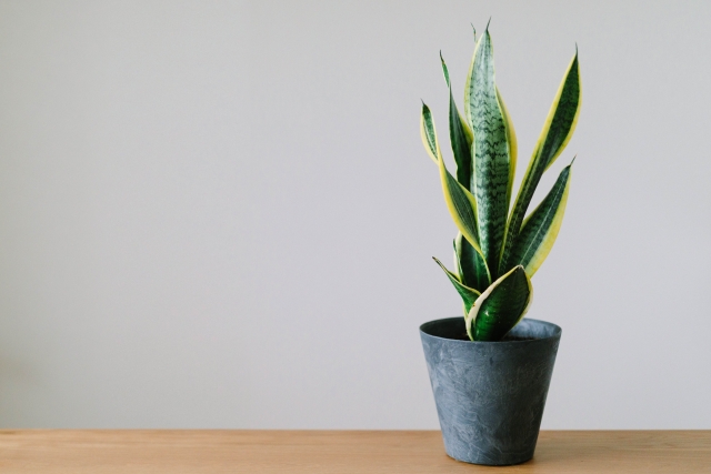 黒い鉢植えに入ったサンスベリア