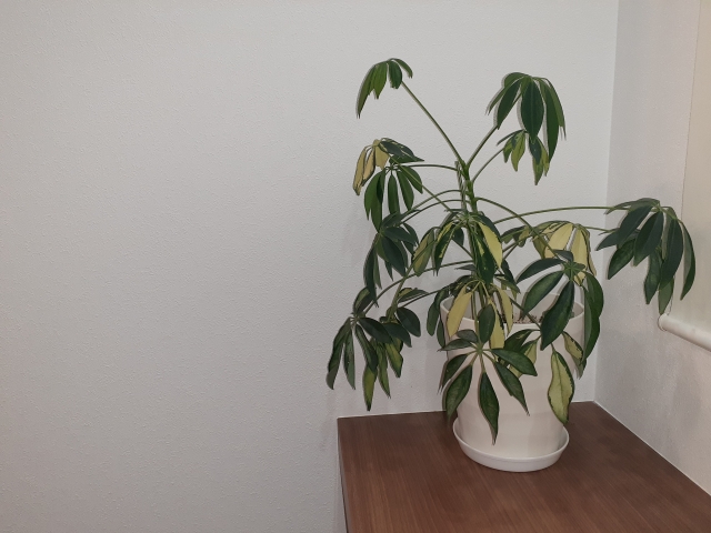 葉が黄色くなり、元気がないパキラ