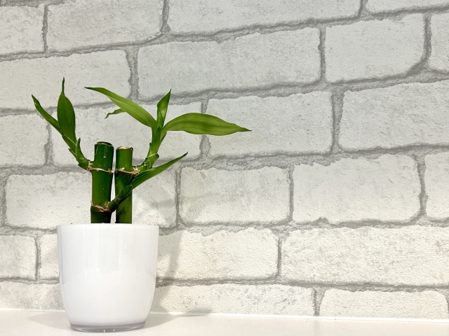 白い鉢植えに入ったミリオンバンブー