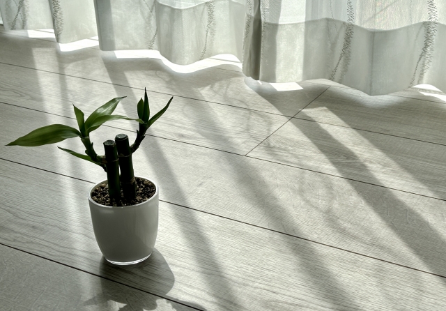 窓際に置かれたミリオンバンブー