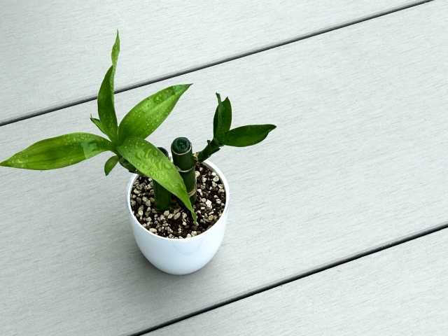 ミリオンバンブーの新芽