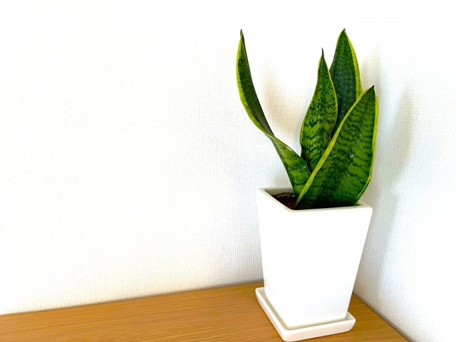 白い鉢植えに入ったサンスベリア