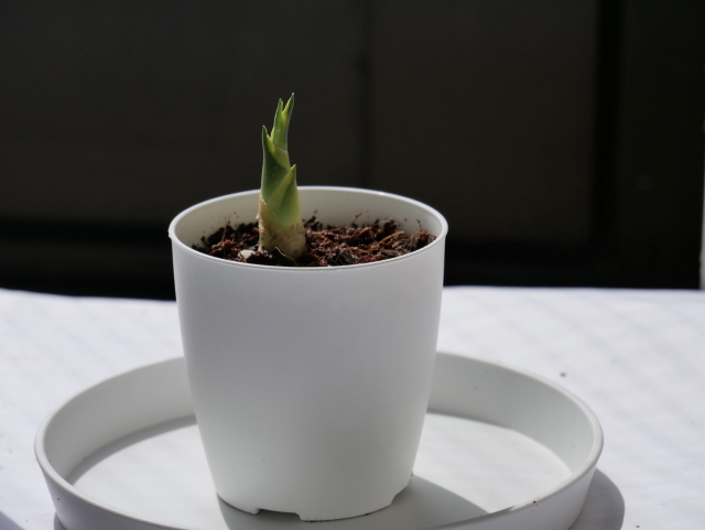 白い鉢植えに入ったサンスベリアの新芽