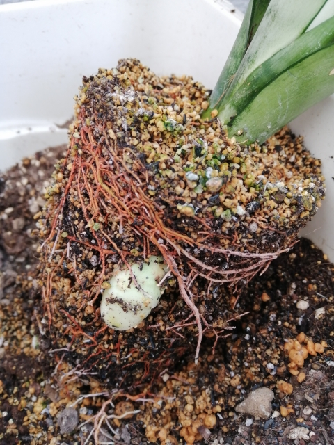 株分けをしているサンスベリア