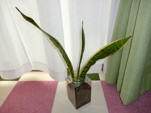 長く伸びすぎたサンスベリア