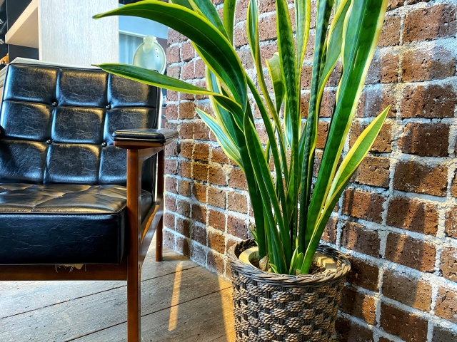 大きいサンスベリアと椅子