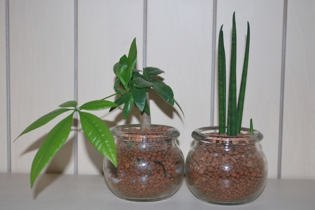 ハイドロカルチャーで育てられているサンスベリアと観葉植物