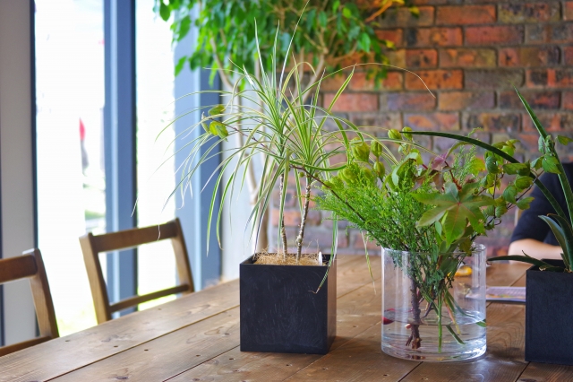 水耕栽培の植物と土耕栽培の植物