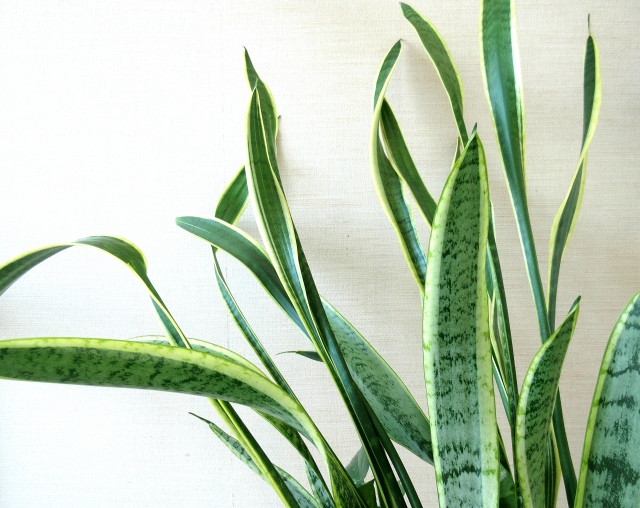 葉が伸びすぎたサンスベリア