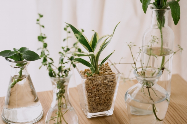 おしゃれなミリオンバンブーなどの観葉植物