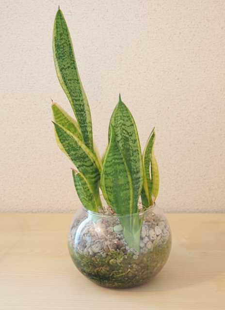 透明な鉢植えのサンスベリア