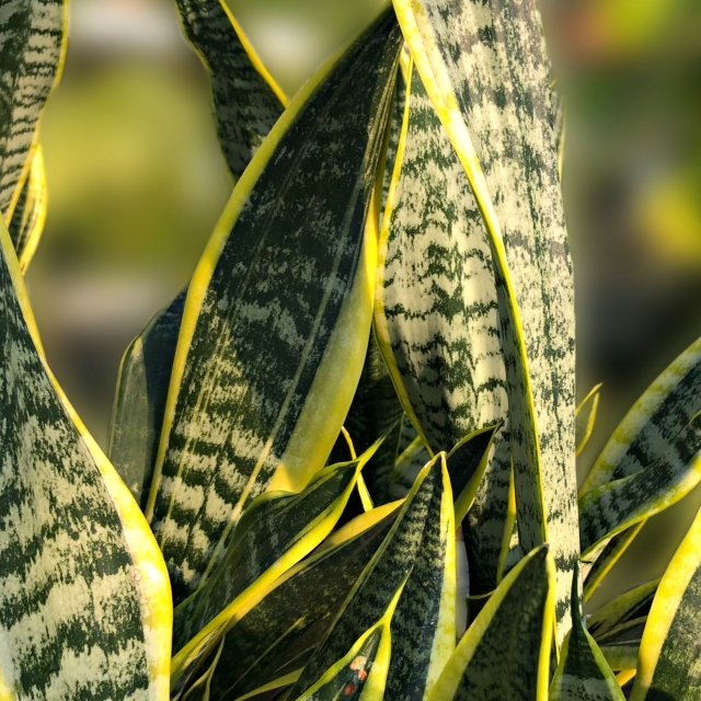 サンスベリアの葉