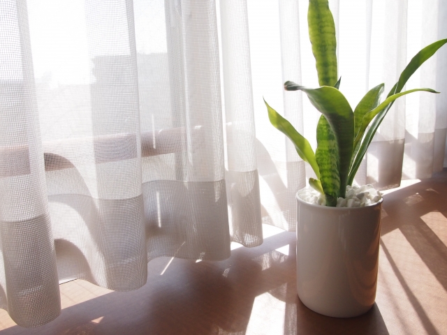 カーテン越しのサンスベリア