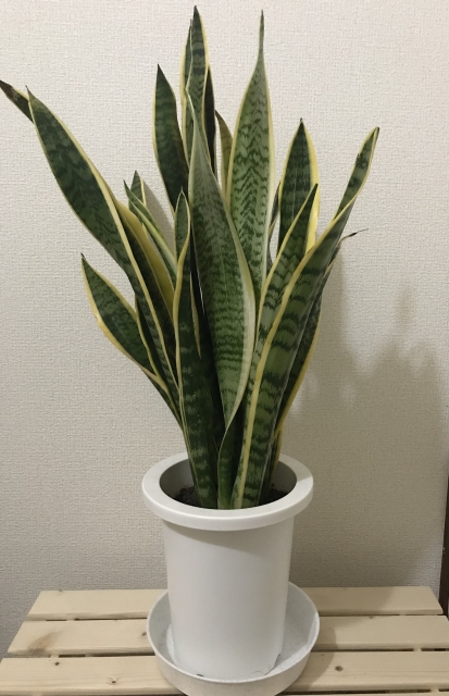 大きく育ったサンスベリア