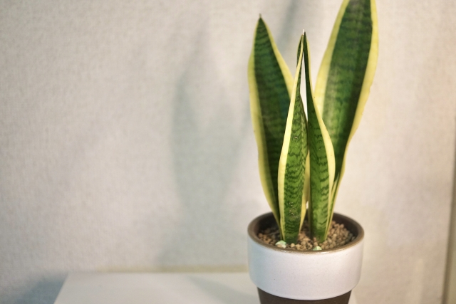 サンスベリアと白い壁