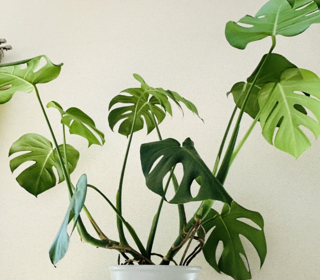 日照不足のモンステラ