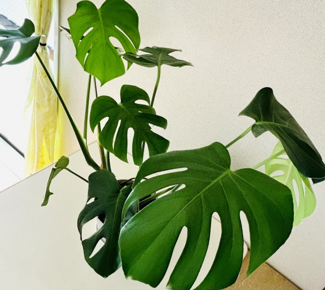 日照不足のモンステラ