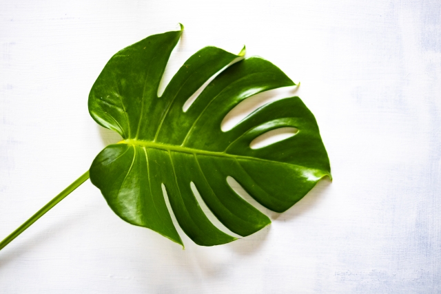 折れてしまったモンステラの茎と葉