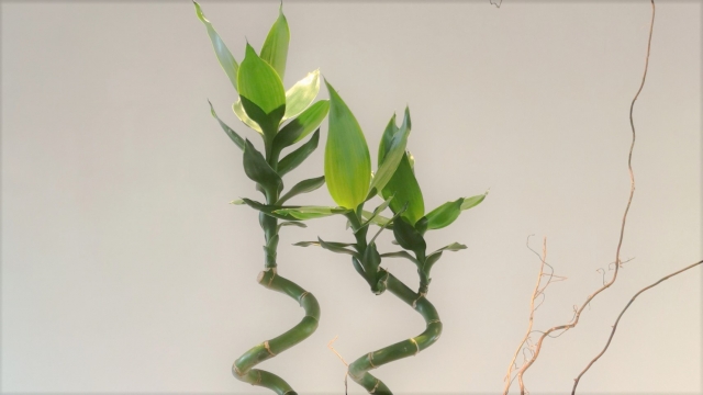 スパイラルバンブーと枝