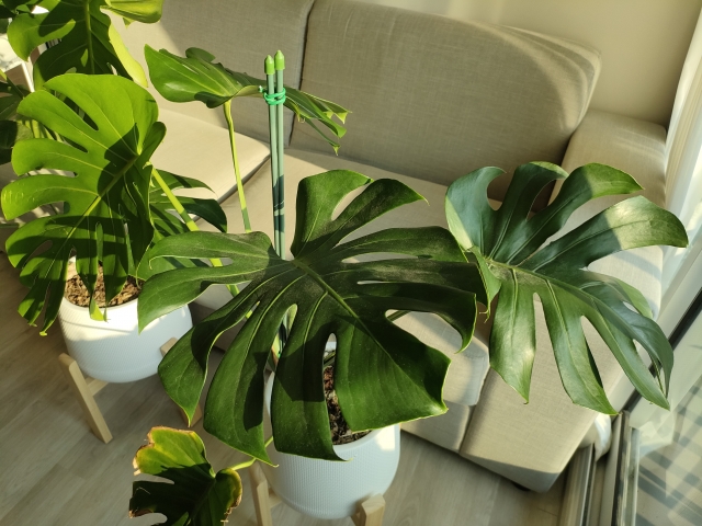 支柱が立てられたモンステラ