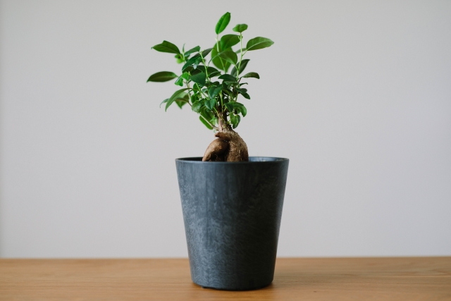 ガジュマルの植え替えは買ってすぐにするべき？正しいタイミングと方法を解説