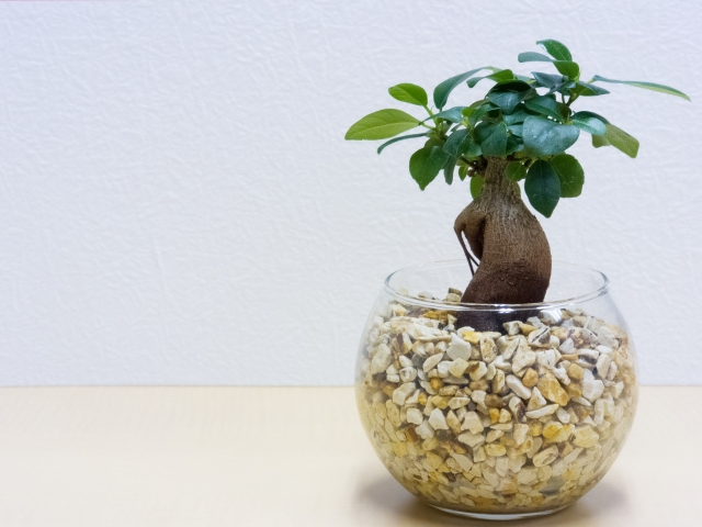 ハイドロカルチャーのガジュマル