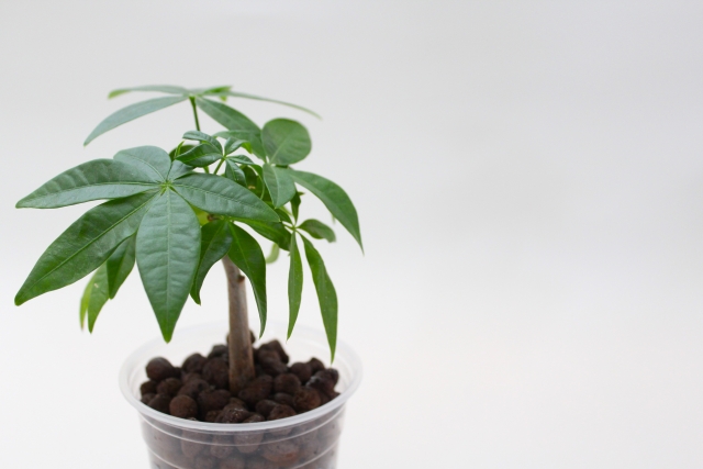 ハイドロカルチャーはかわいそう？デメリットや上手な活用法まで解説