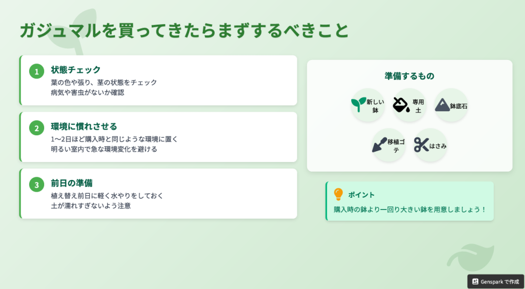 ガジュマルを買ってきたらまずするべきこと