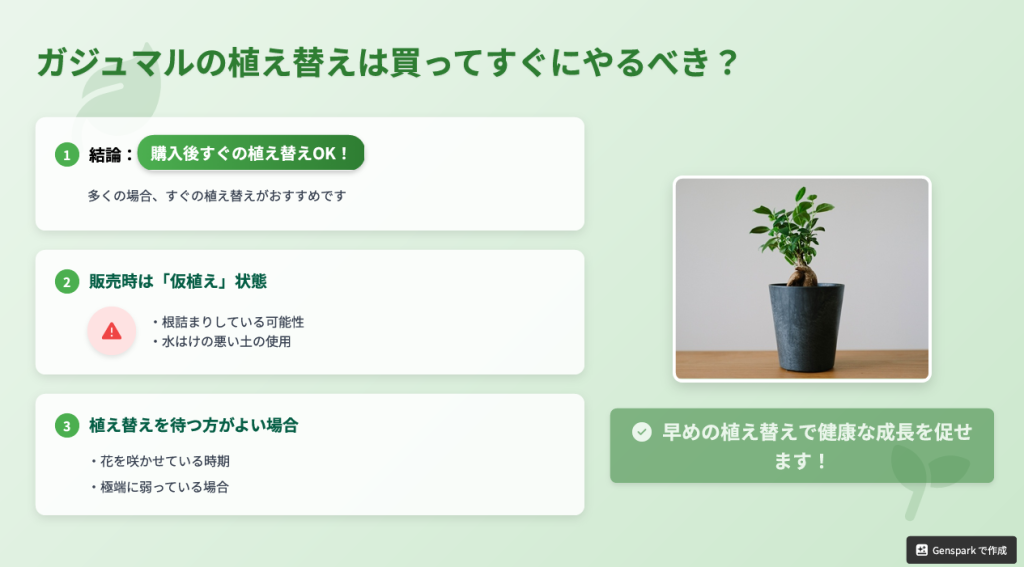 ガジュマルは買ってすぐ植え替えしてもいいの？