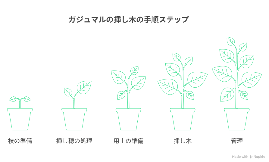 ガジュマルの挿し木の手順