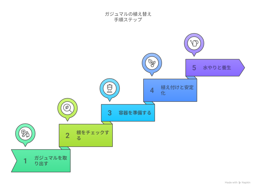 ガジュマルの植え替え手順ステップ